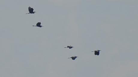 Anillas releídas y otras especies en el Port Olímpic