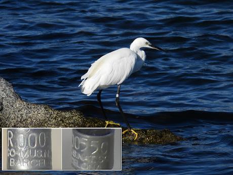 Anillas releídas y otras especies en el Port Olímpic