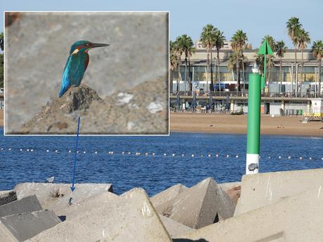 Anillas releídas y otras especies en el Port Olímpic