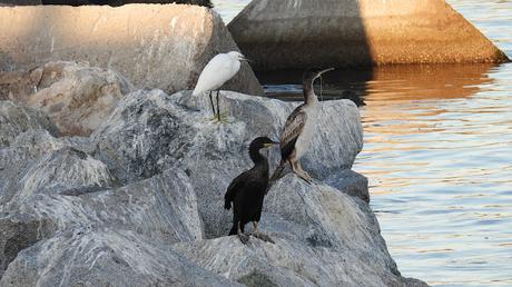 La amenaza de los anzuelos perdidos