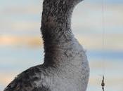 amenaza anzuelos perdidos