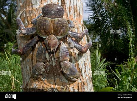 Cangrejo de los cocoteros Cangrejo de los cocoteros