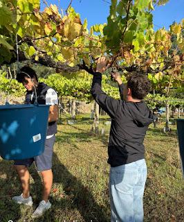 La D.O Rías Baixas Da Por Generalizada La Vendimia 2025 Con Más De 31 Millones De Kilos De Uva Recogidos La D.O Rías Baixas Da Por Generalizada La Vendimia 2025 Con Más De 31 Millones De Kilos De Uva Recogidos