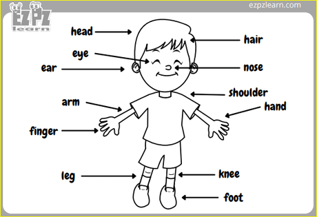 Kids anatomy