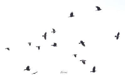 UN CANELO EN LA MENTE Y UN AZOR EN LA TARJETA