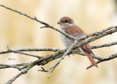 UN CANELO EN LA MENTE Y UN AZOR EN LA TARJETA