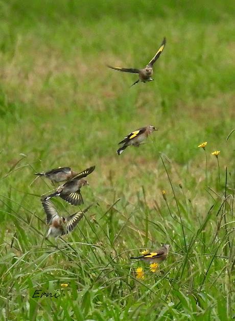 UN CANELO EN LA MENTE Y UN AZOR EN LA TARJETA