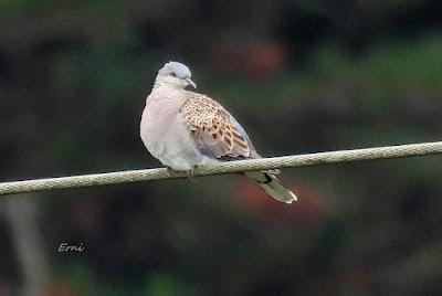 UN CANELO EN LA MENTE Y UN AZOR EN LA TARJETA