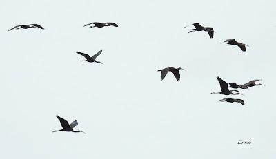 UN CANELO EN LA MENTE Y UN AZOR EN LA TARJETA