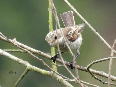 UN CANELO EN LA MENTE Y UN AZOR EN LA TARJETA