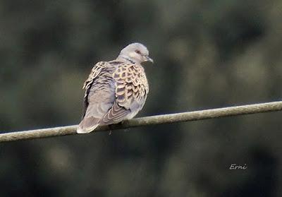 UN CANELO EN LA MENTE Y UN AZOR EN LA TARJETA