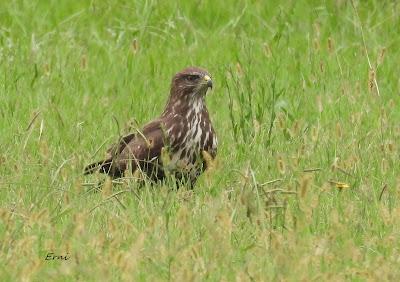UN CANELO EN LA MENTE Y UN AZOR EN LA TARJETA
