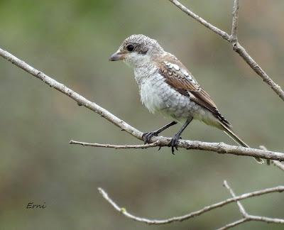 UN CANELO EN LA MENTE Y UN AZOR EN LA TARJETA