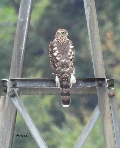 UN CANELO EN LA MENTE Y UN AZOR EN LA TARJETA