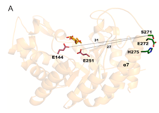 Una enzima, dos funciones
