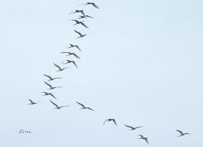 MIGRACIÓN POSTNUPCIAL EN LA MARISMA