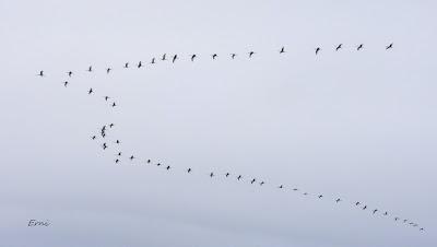 MIGRACIÓN POSTNUPCIAL EN LA MARISMA