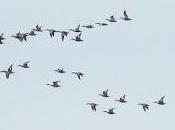 Migración postnupcial marisma