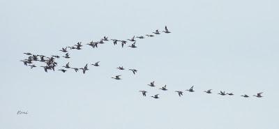 MIGRACIÓN POSTNUPCIAL EN LA MARISMA