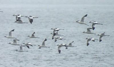 MIGRACIÓN POSTNUPCIAL EN LA MARISMA