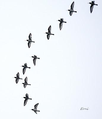 MIGRACIÓN POSTNUPCIAL EN LA MARISMA