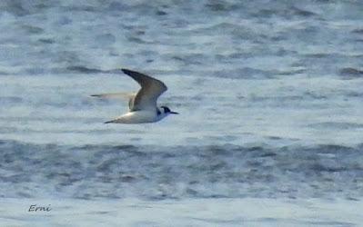MIGRACIÓN POSTNUPCIAL EN LA MARISMA