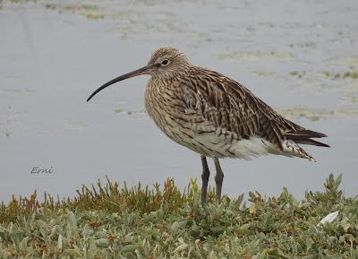 MIGRACIÓN POSTNUPCIAL EN LA MARISMA
