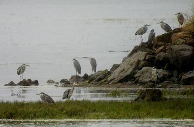 MIGRACIÓN POSTNUPCIAL EN LA MARISMA