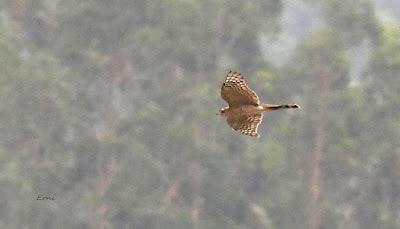 MIGRACIÓN POSTNUPCIAL EN LA MARISMA