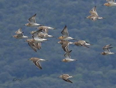 MIGRACIÓN POSTNUPCIAL EN LA MARISMA