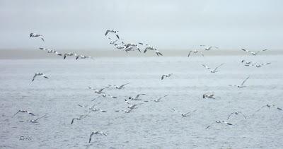 MIGRACIÓN POSTNUPCIAL EN LA MARISMA