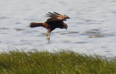 MIGRACIÓN POSTNUPCIAL EN LA MARISMA