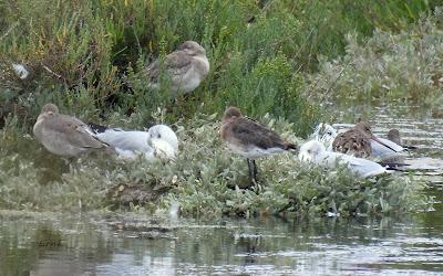 MIGRACIÓN POSTNUPCIAL EN LA MARISMA