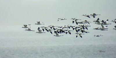 MIGRACIÓN POSTNUPCIAL EN LA MARISMA