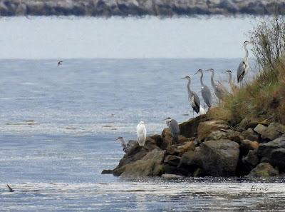MIGRACIÓN POSTNUPCIAL EN LA MARISMA