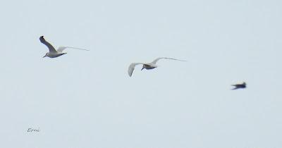 MIGRACIÓN POSTNUPCIAL EN LA MARISMA