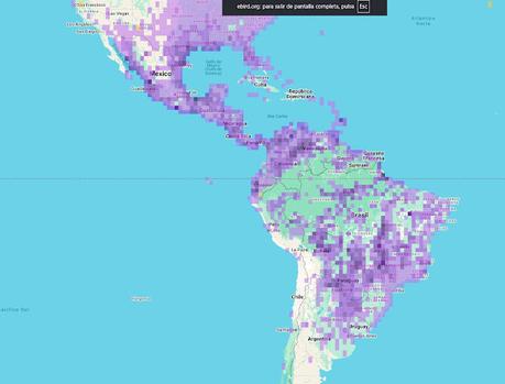 Sirirí vientre negro (Dendrocygna autumnalis)