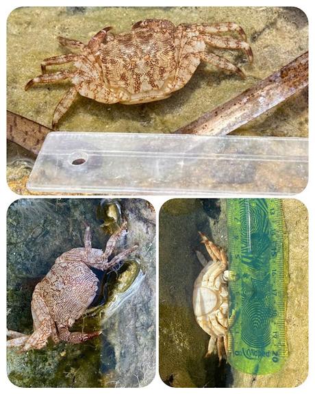 2 ciencias del mar zoologia