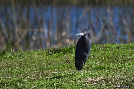 Garza azul (Egretta caerulea)
