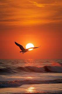 6.326 - BUSCABA EL MAR...