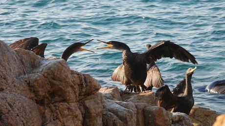 Cuatro cormoranes con anilla
