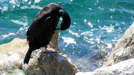 Cuatro cormoranes con anilla