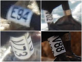 Cuatro cormoranes con anilla