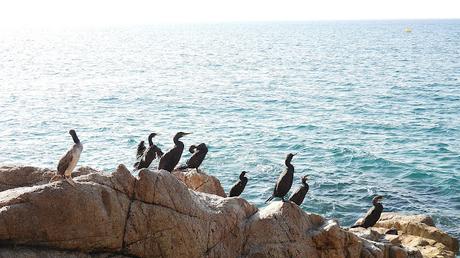 Cuatro cormoranes con anilla