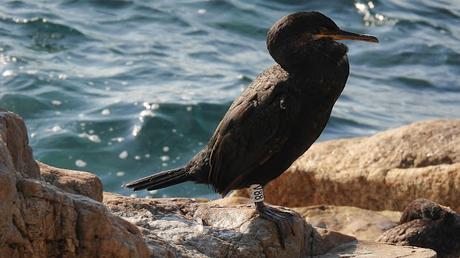 Cuatro cormoranes con anilla