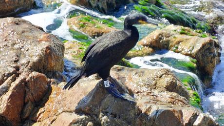 Cuatro cormoranes con anilla