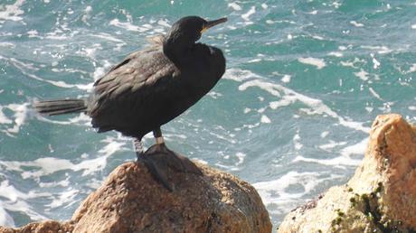 Cuatro cormoranes con anilla