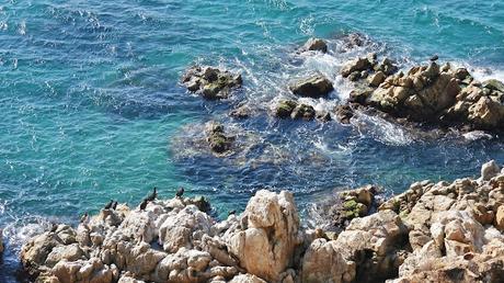 Cuatro cormoranes con anilla