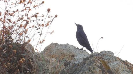 Un habitante en las rocas.
