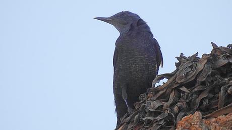 Un habitante en las rocas.
